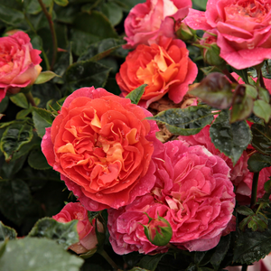Rumeno-rdeča - Vrtnice Floribunda    